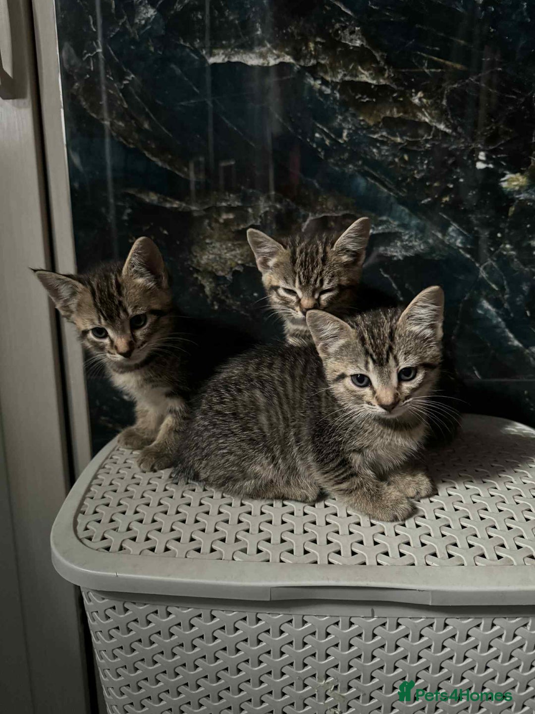 Mixed Breed cats for sale: Adorable Mixed Breed Kitten for Sale! - Image 7