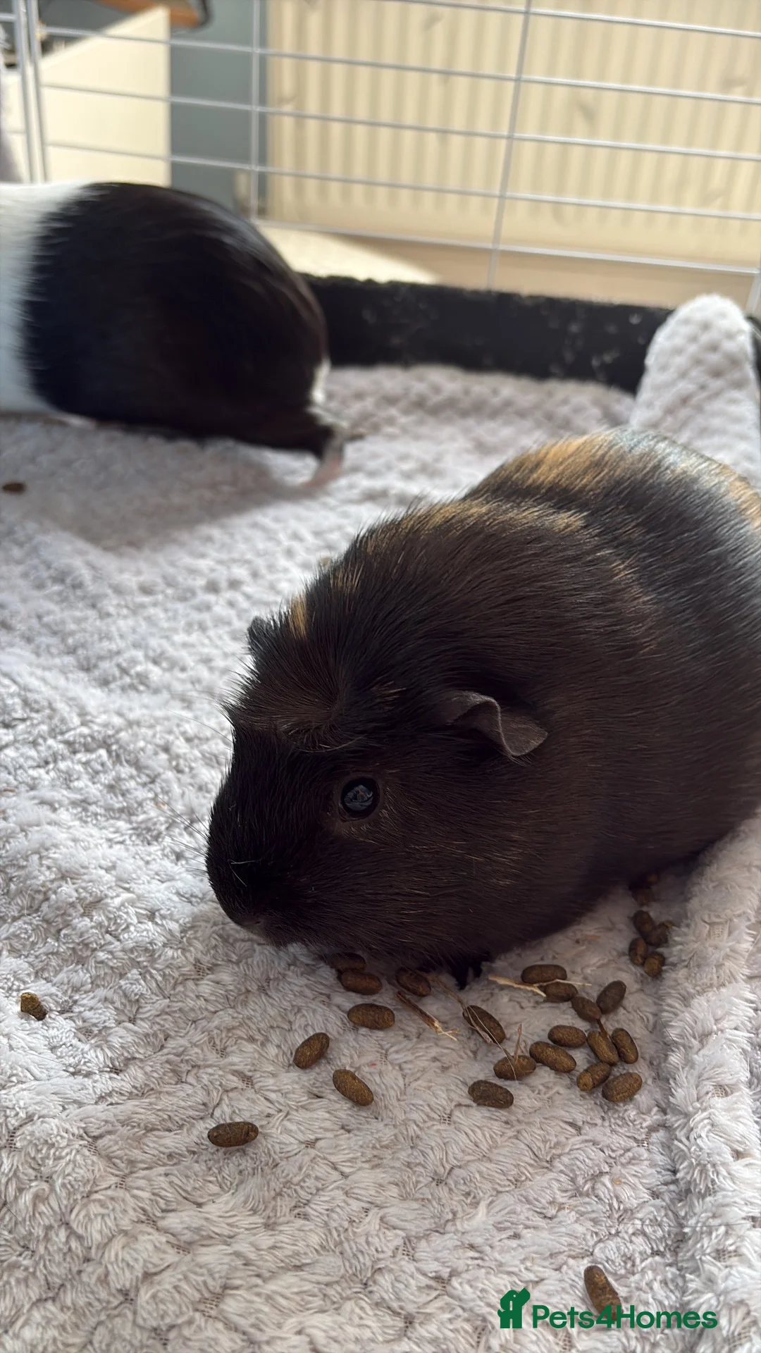 Guinea Pig rodents for sale: Two female guinea pigs in Reading - Advert 2