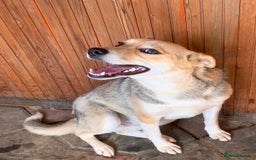 Mixed Breed dogs for adoption: 💖🐶 ROSITA 🐶💖 - Image 5