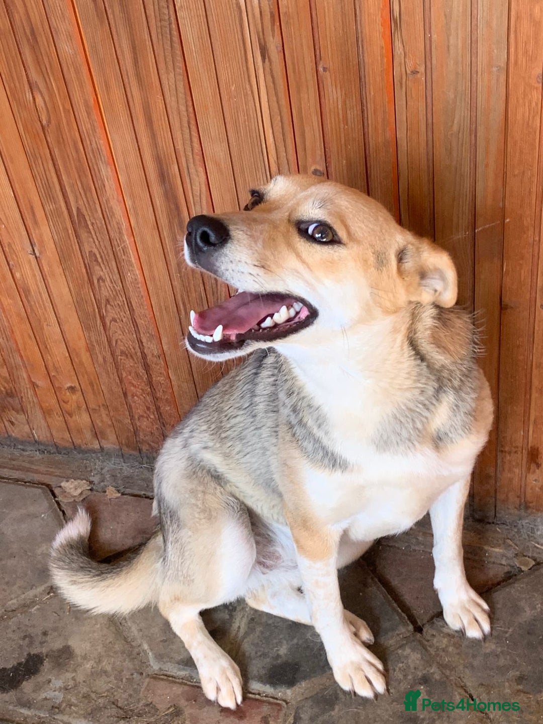 Mixed Breed dogs for adoption: 💖🐶 ROSITA 🐶💖 - Image 5