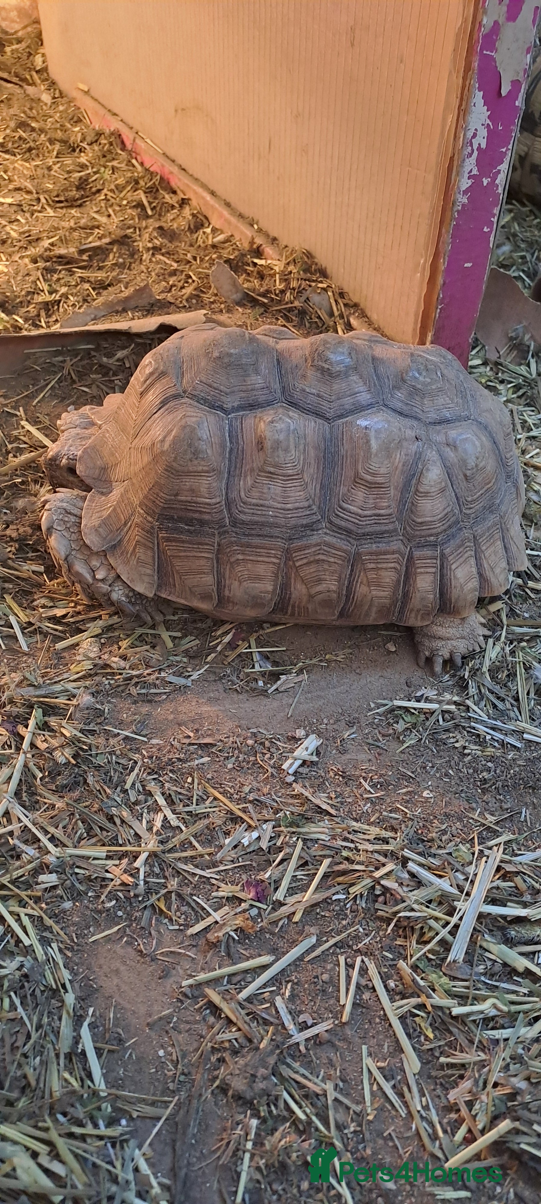 Tortoise reptiles Sulcata tortoise  - Advert 2