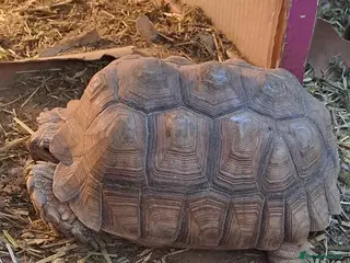 Tortoise reptiles Sulcata tortoise - Advert 1