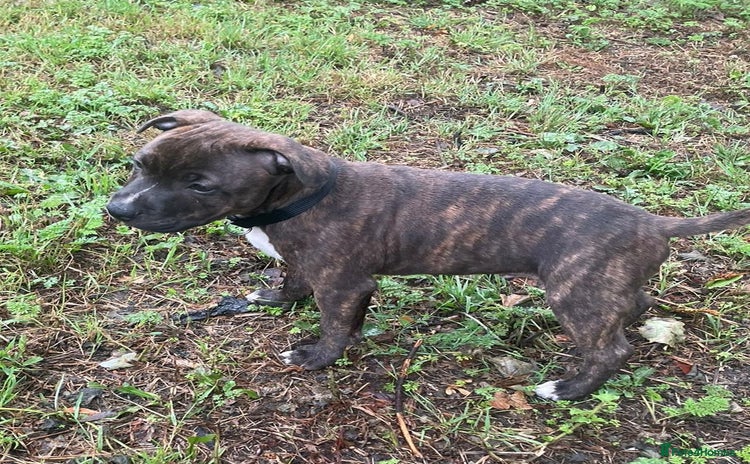 Staffordshire Bull Terrier dogs in Halifax - Advert 4