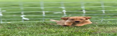 Labrador Retriever Puppy 2