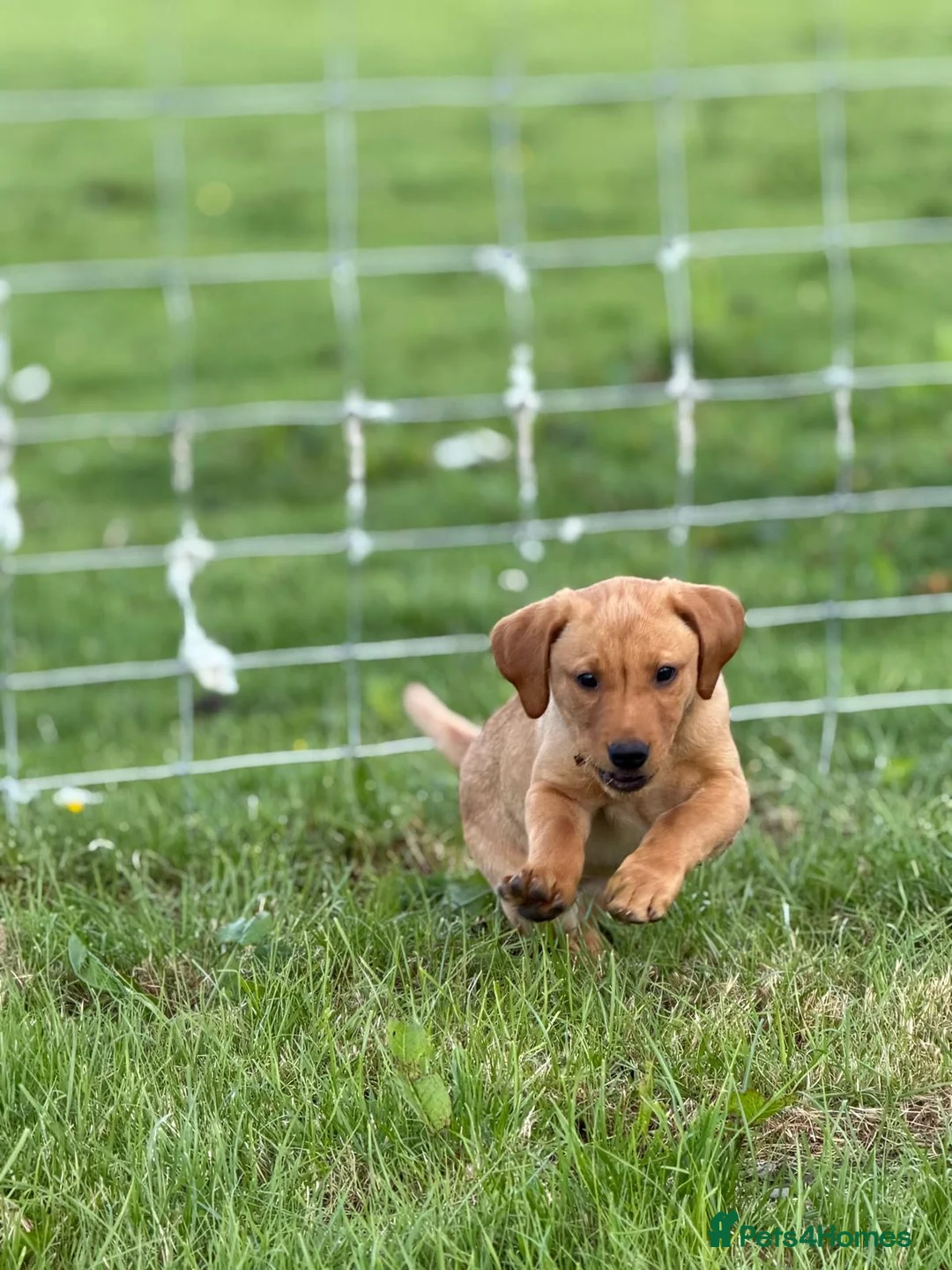 Labrador Retriever dogs for sale: KC reg health tested FT working Labrador puppies - Advert 2