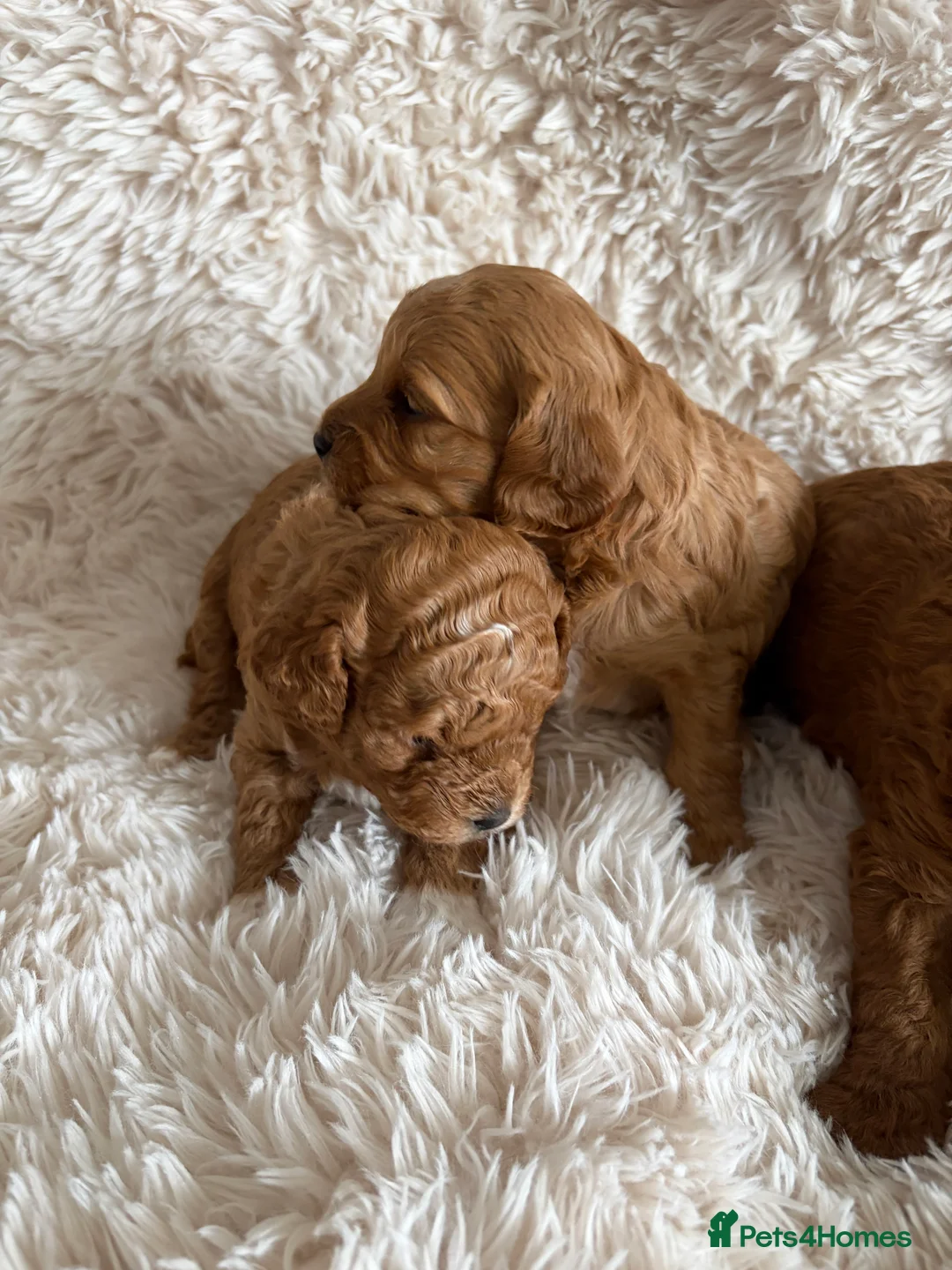 Cavapoo dogs for sale: Cavapoo Puppies F1B - Advert 6