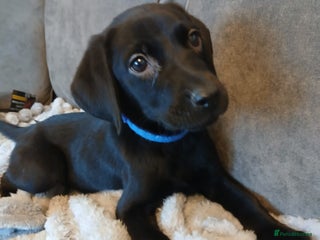 Labrador Retriever dogs 6 Labrador puppy’s - Advert 9