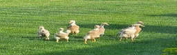 Ducks poultry for sale: Pure Breed Female Indian Runner Ducks Lincolnshire - Advert 4