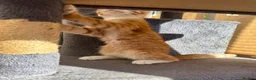 Maine Coon cats for sale: TORTOISESHELL MAINE COON X KITTENS - Advert 29