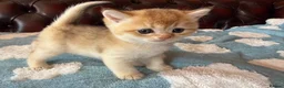 British Shorthair cats for sale: Lovely golden BSH & BLH kittens - Advert 18