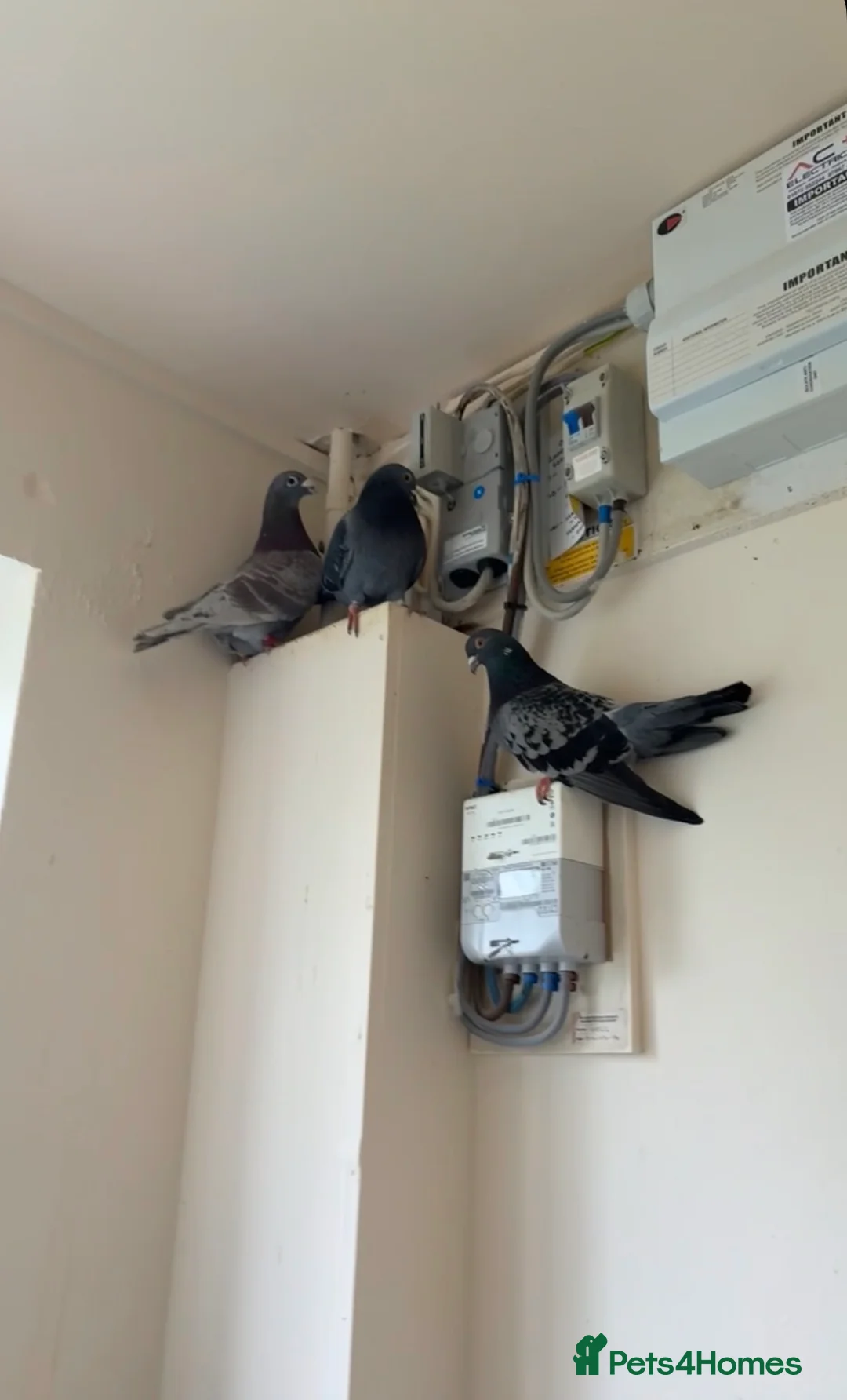 Pigeons birds for sale: 2 female, 1 male pigeon  - Advert 1