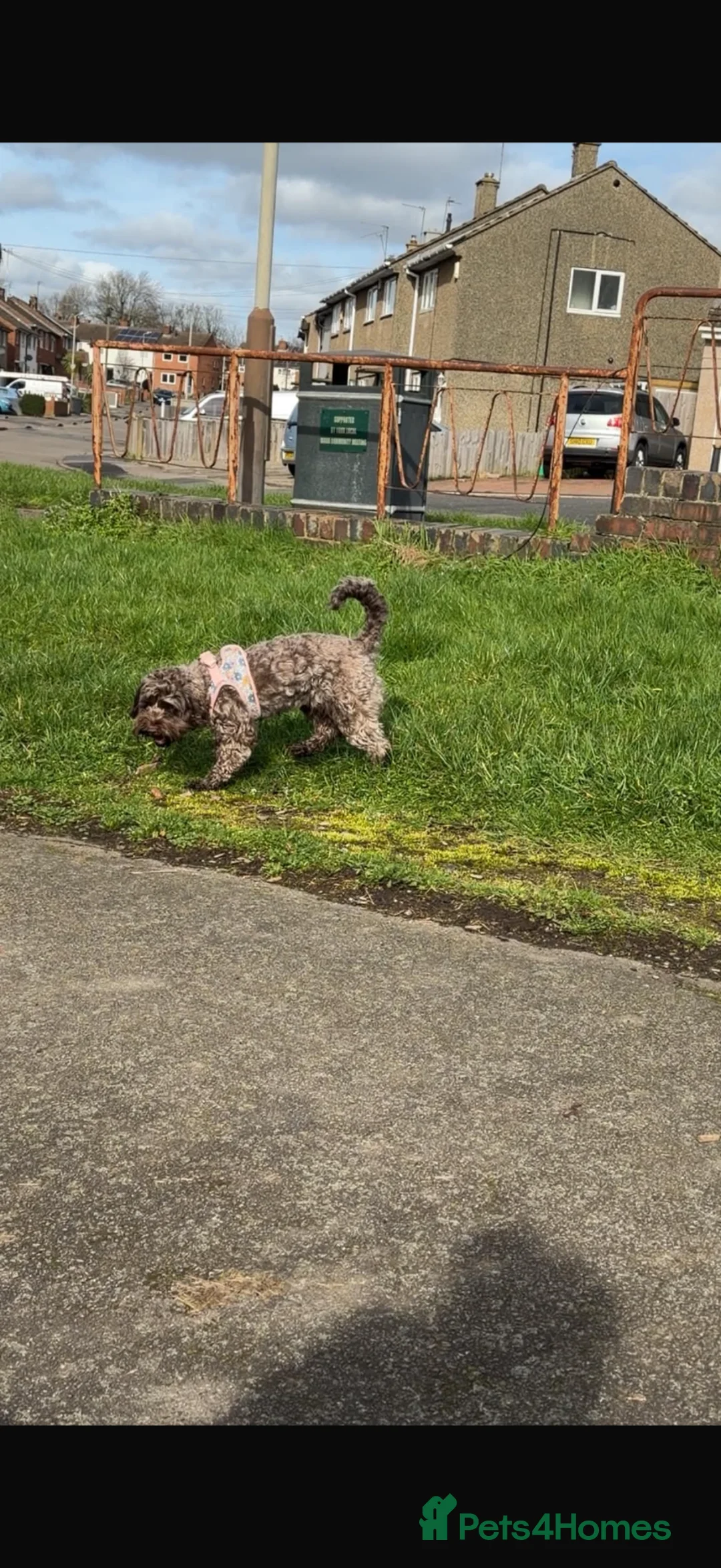 Cockapoo dogs for sale: Cockapoo f2  in Leicester - Advert 2