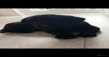 Labrador Retriever dogs - Advert 2