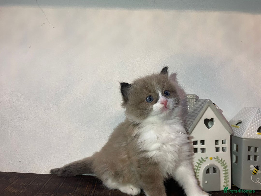 Ragdoll cats for sale: Beautiful Purebred Ragdoll Kittens  - Advert 15