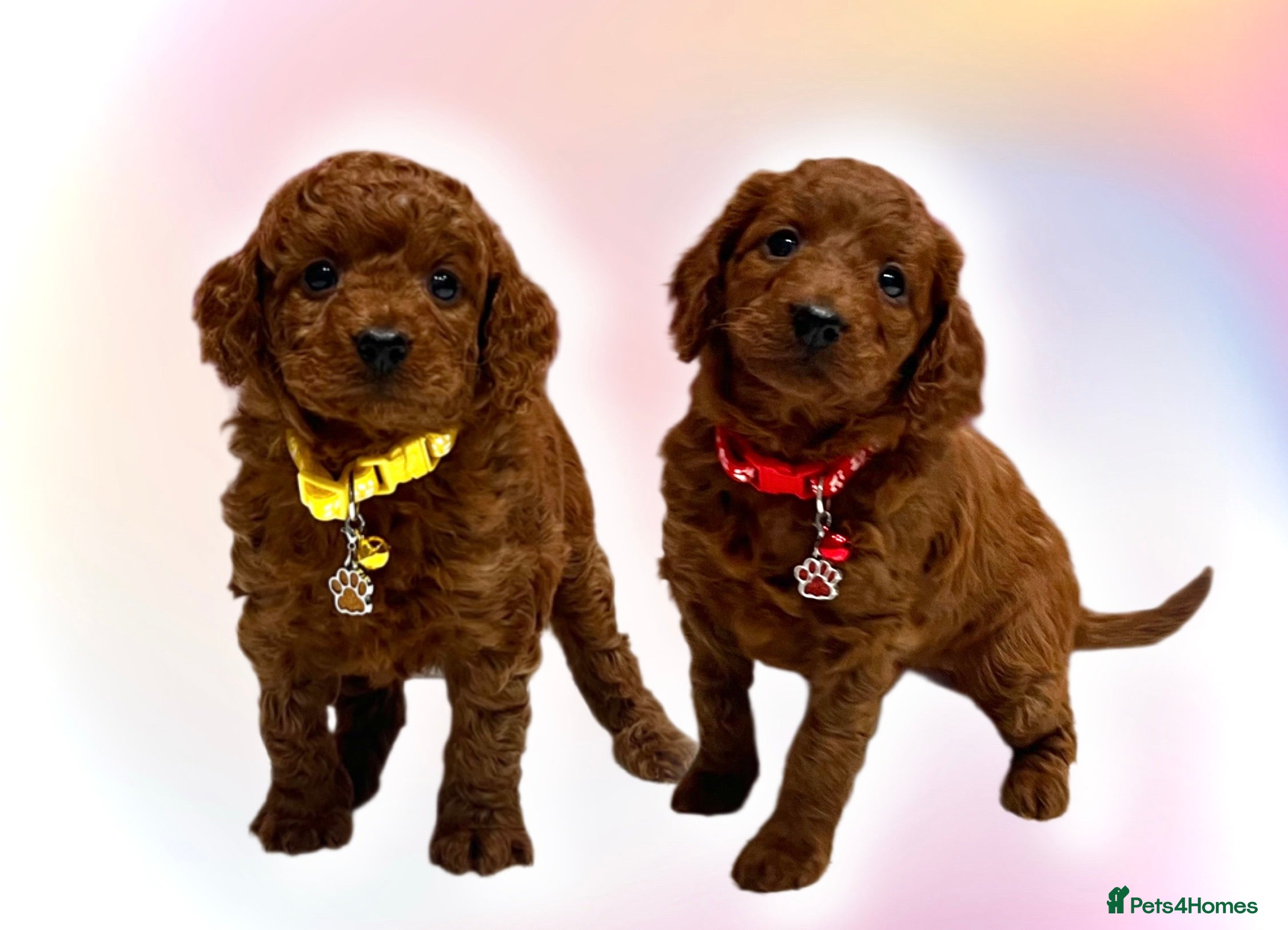 Cockapoo dogs 🌟Red F1BB Hypoallergenic DNA✅ Mini Show Cockapoos - Advert 1