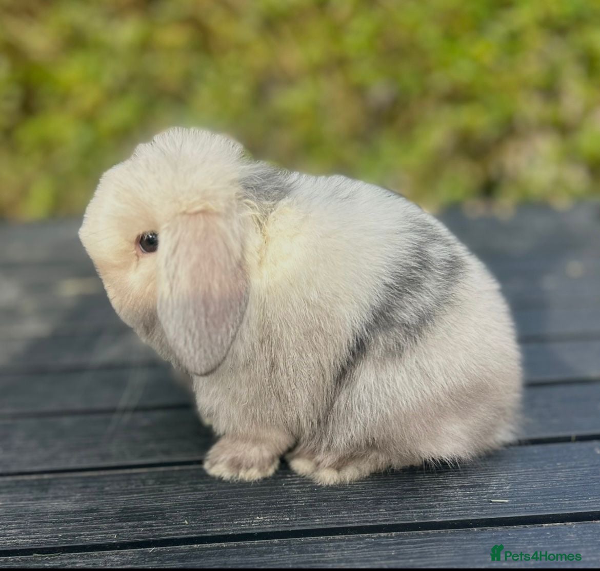 Mini Lop rabbits READY TO RESERVE NOW PEDIGREE MINI LOP - Advert 16