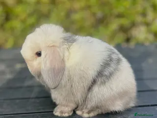 Mini Lop rabbits READY TO RESERVE NOW PEDIGREE MINI LOP - Advert 16