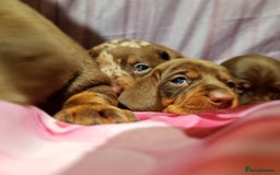 Miniature Dachshund dogs for sale: 💜MINIATURE DAPPLE AND CHOCOLATE Dachshunds Babys - Image 3