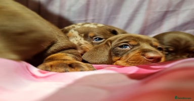 Miniature Dachshund dogs - Advert 4