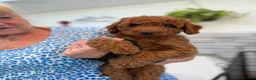 Mini Goldendoodle dogs for sale: Beautiful Miniature Goldendoodles Ready Now - Advert 28