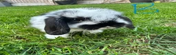 Mini Lop rabbits for sale: Mini Lop Rabbits For Sale  - Advert 29