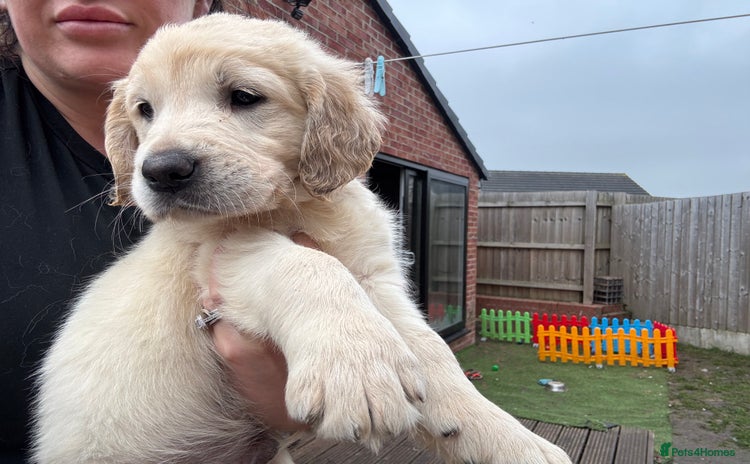 Golden Retriever dogs - Advert 1