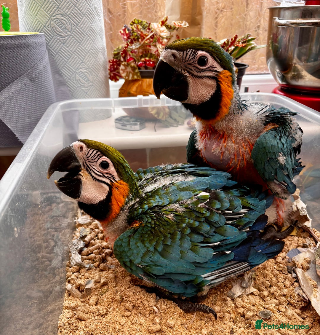 Macaws birds for sale: Baby Blue And Gold Macaw - Image 8