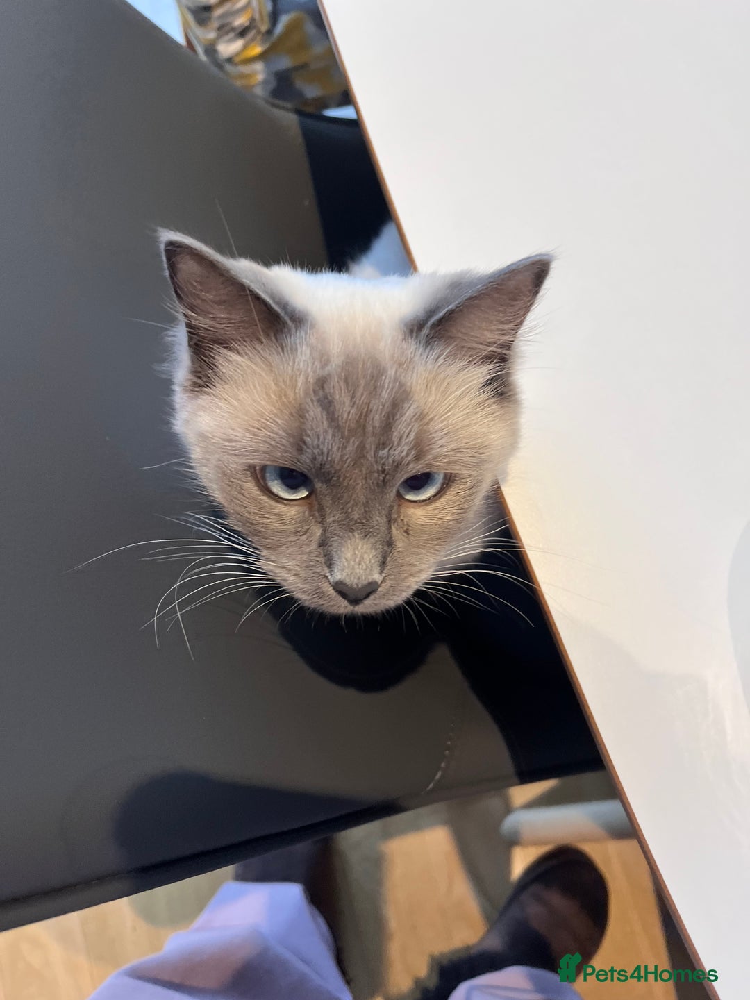 Ragdoll cats for sale: Two adorable ragdolls ready for new home  - Image 20
