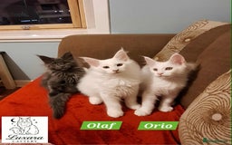 Maine Coon cats for sale: Adorable Purebred Maine Coon Kittens–GCCF/Pedigree - Image 9