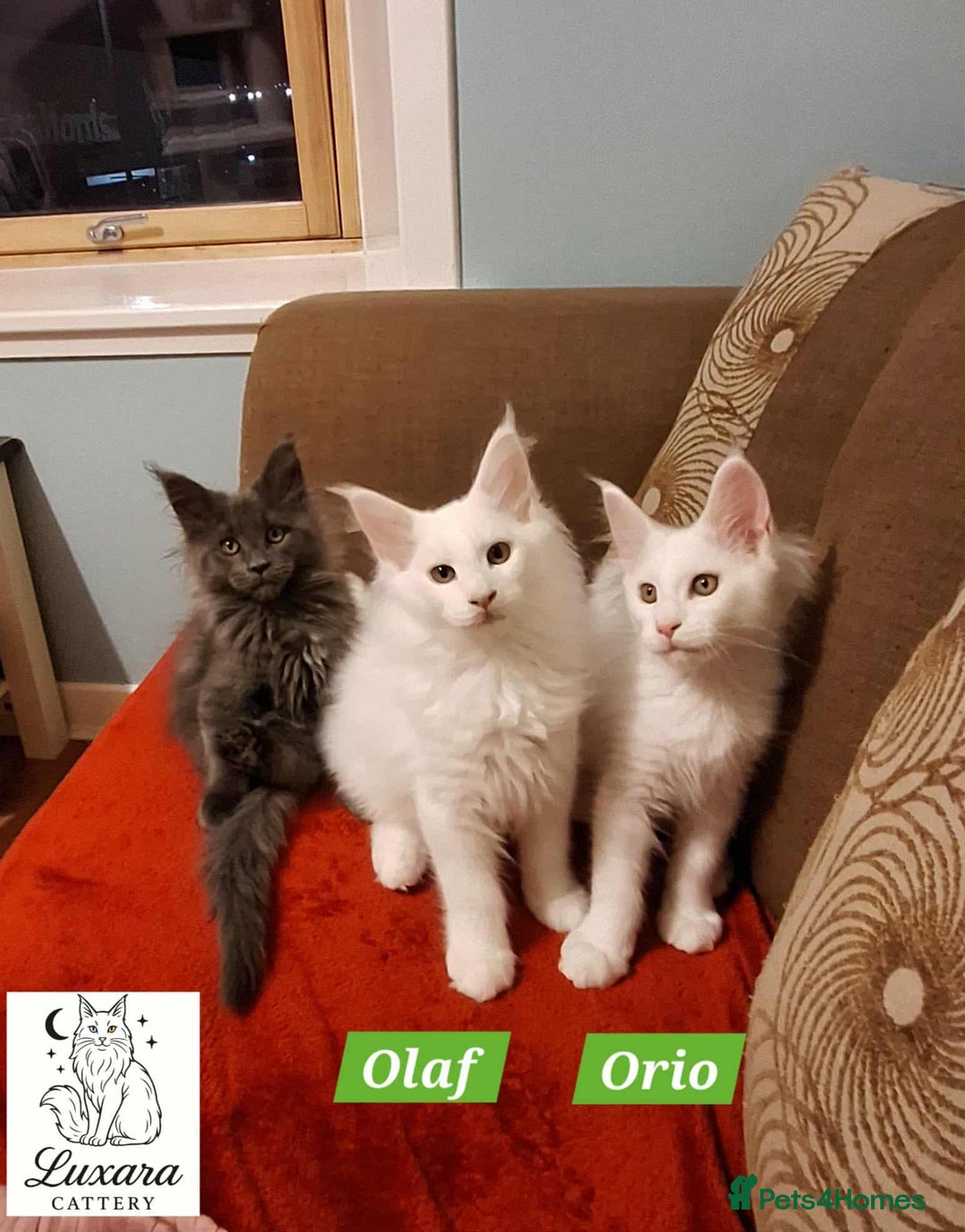 Maine Coon cats for sale: Adorable Purebred Maine Coon Kittens–GCCF/Pedigree - Image 9