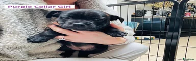 Staffordshire Bull Terrier 2 - Purple Collar Girl 