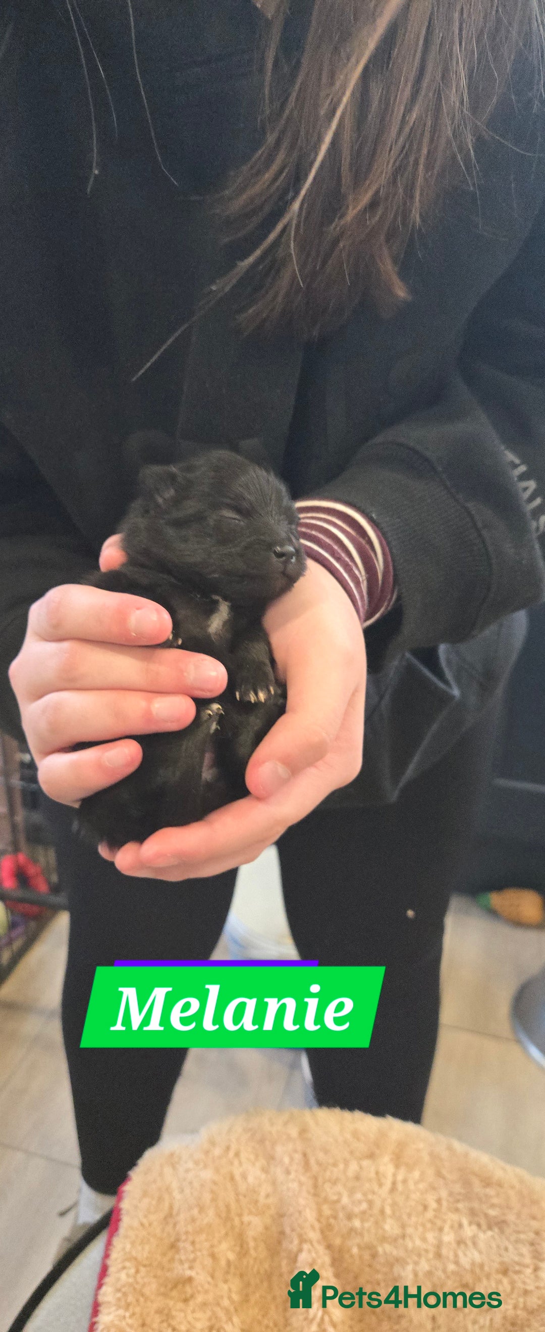 Pomeranian dogs for sale: Pretty Pomeranians  - Advert 17