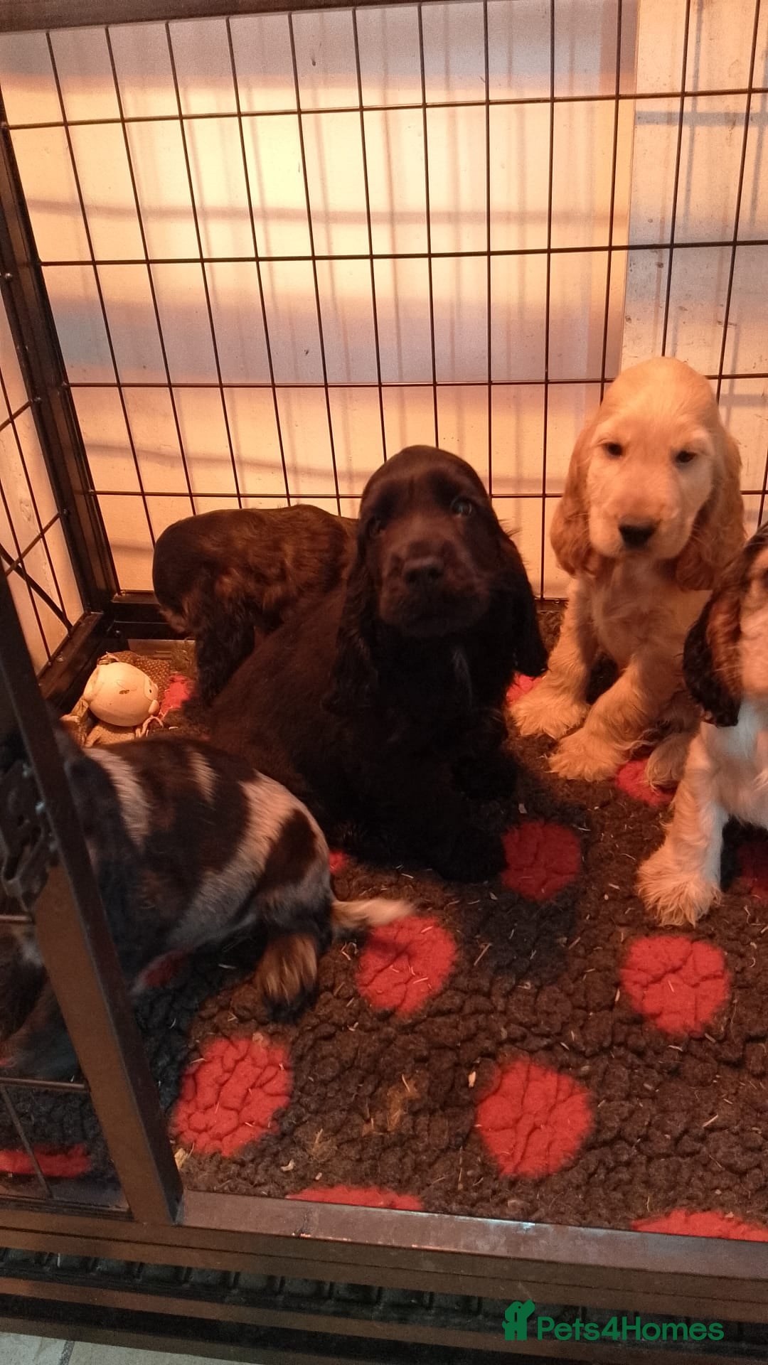Cocker Spaniel dogs for sale: KC Registered Show type Cocker Spaniels  - Image 11