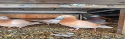 Mixed Breed birds for sale: Pigeons for sale all for 120£ in Nottingham - Advert 7