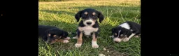 Saluki dogs for sale: Saluki puppy s  - Advert 2