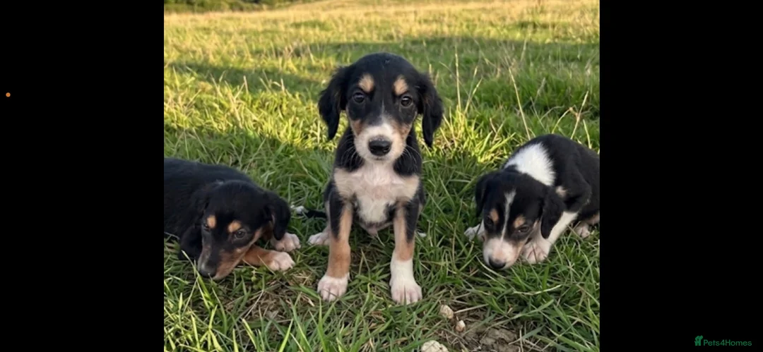 Saluki dogs for sale: Saluki puppy s  - Advert 2