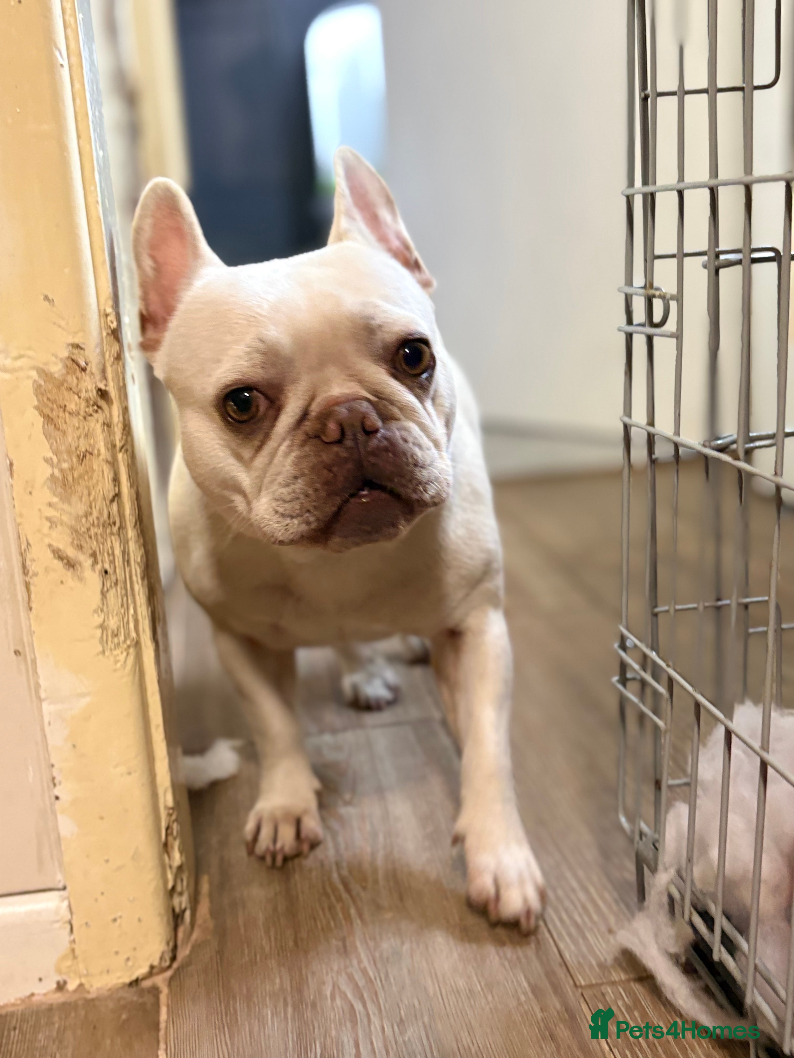 French Bulldog dogs Purebred French Bulldog – 2 Years Old (Female) - Advert 6