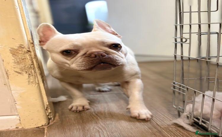 French Bulldog dogs - Advert 2