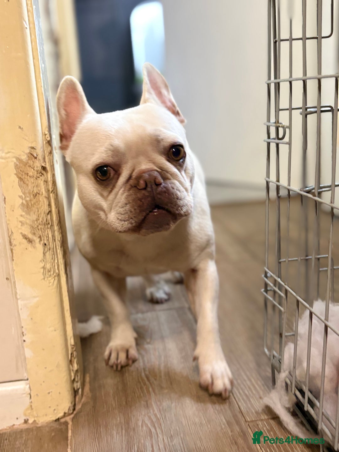 French Bulldog dogs for sale: Purebred French Bulldog – 2 Years Old (Female) - Image 1
