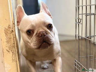 French Bulldog dogs - Advert 36