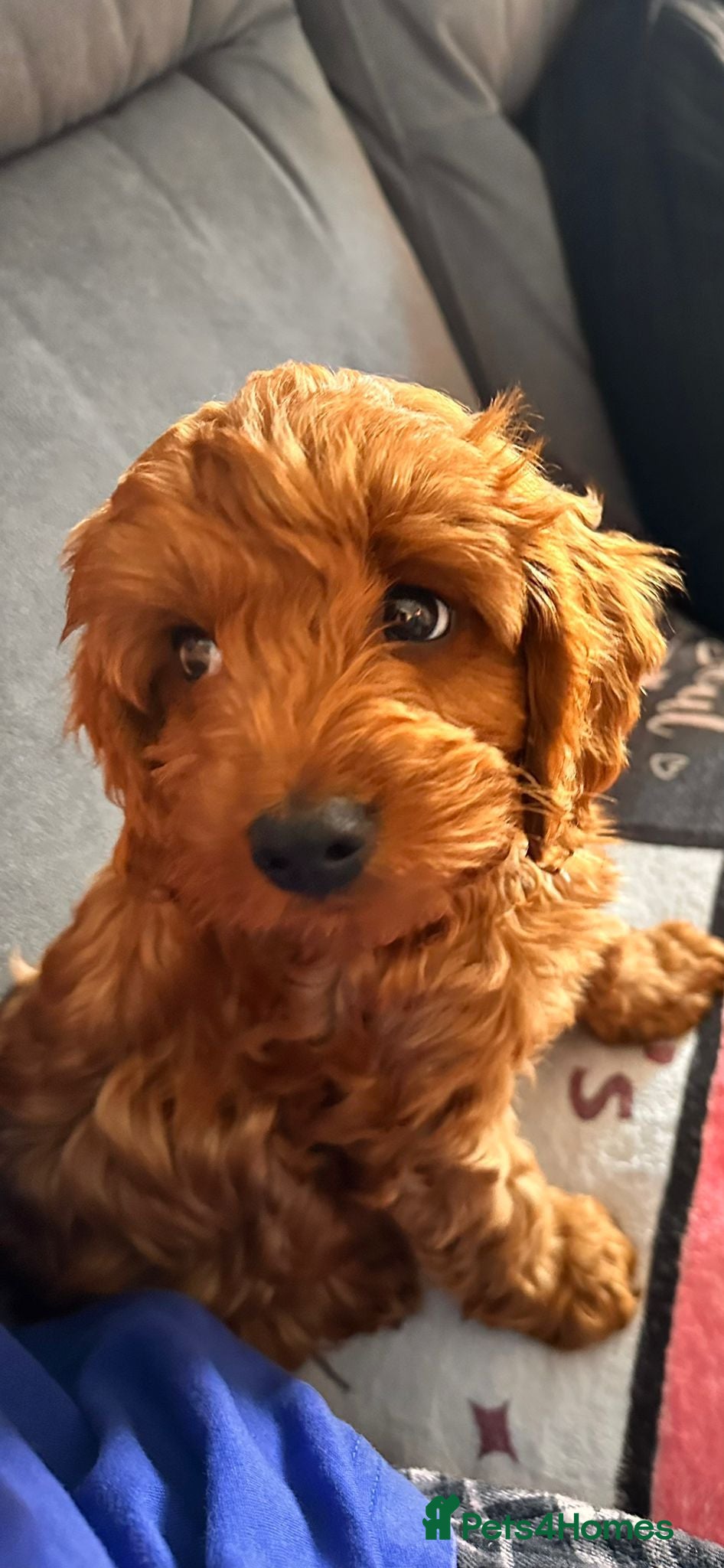 Cockapoo dogs Family raised Cockapoo babies  - Advert 2