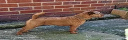 Mixed Breed dogs for sale: Border Lakeland terrier cross  - Advert 1