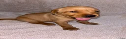 Labrador Retriever dogs for sale: KC Registered Fox Red Labrador Puppies in Aldershot - Advert 3