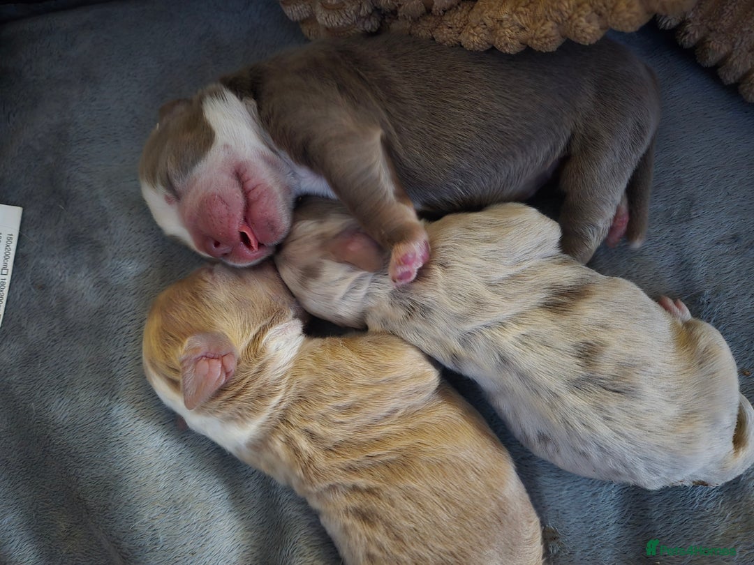 Olde English Bulldogge dogs for sale: Mammut : Fluffy Olde English Bulldog puppies. - Advert 2
