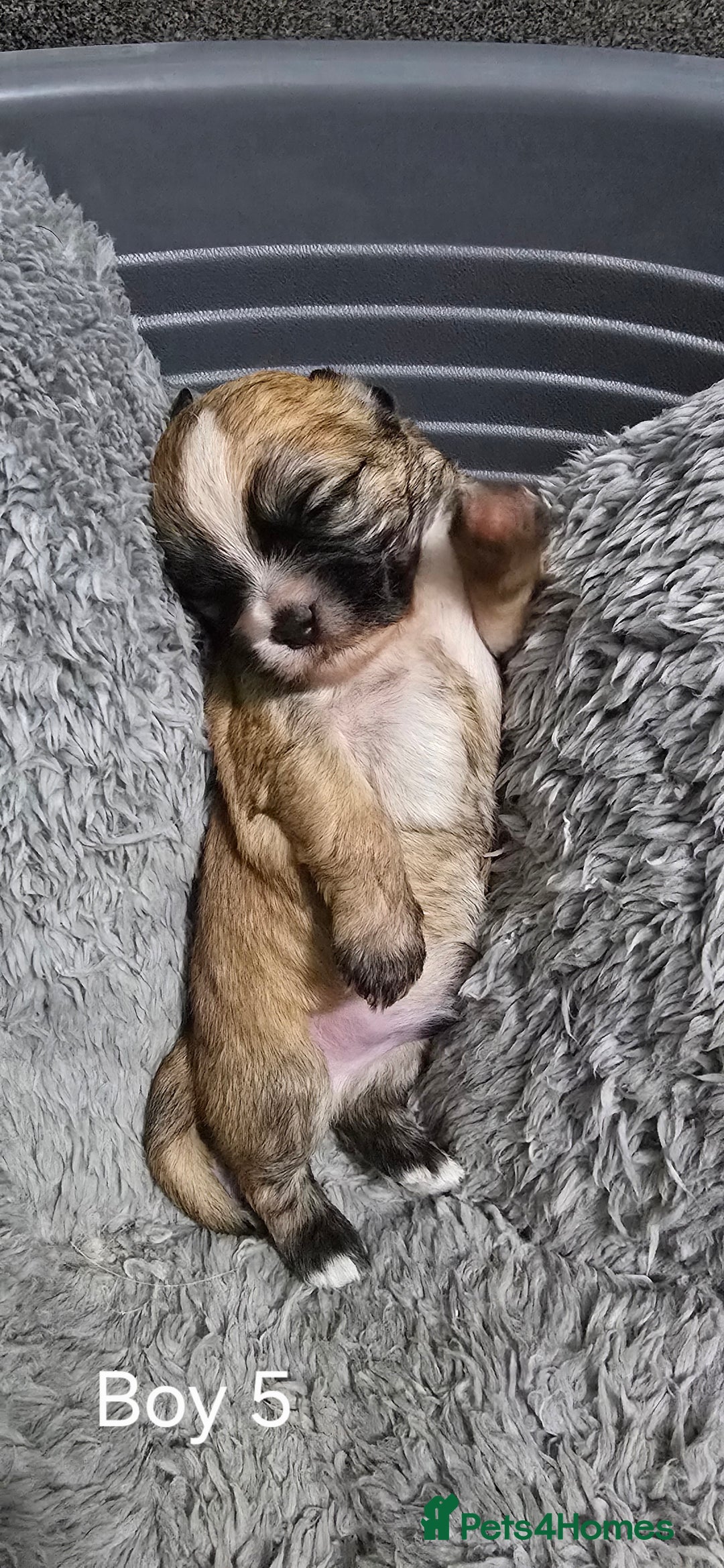 Malshi dogs for sale: Shih Tzu x Malshi Pups - Advert 5