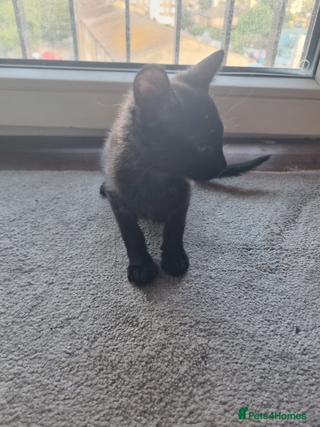 Mixed Breed cats for sale: Bengal cross Syhix - Image 6