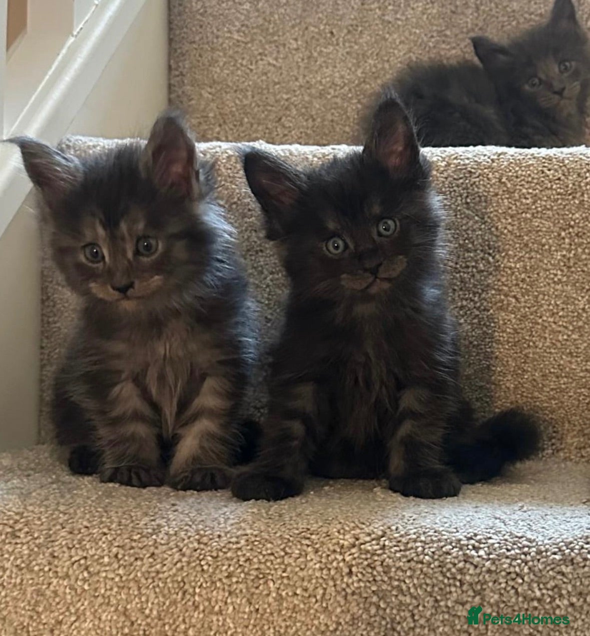Maine Coon cats Russian GCCF SMOKE Mainecoon’s  - Advert 7