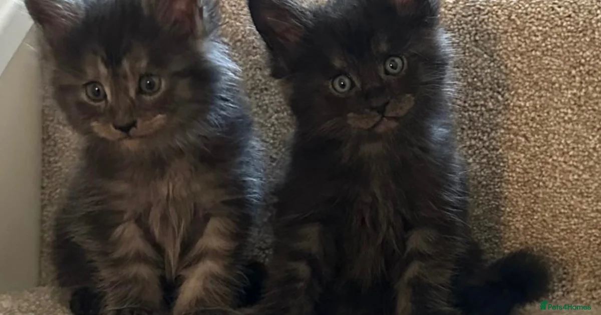 Kittens For Sale Pets4Homes kittens-for-sale-pets4homes
