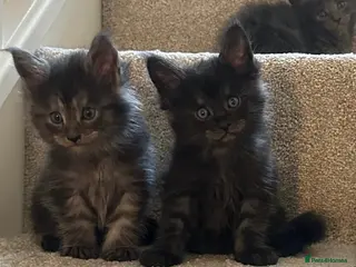 Maine Coon cats Russian GCCF SMOKE Mainecoon’s - Advert 7