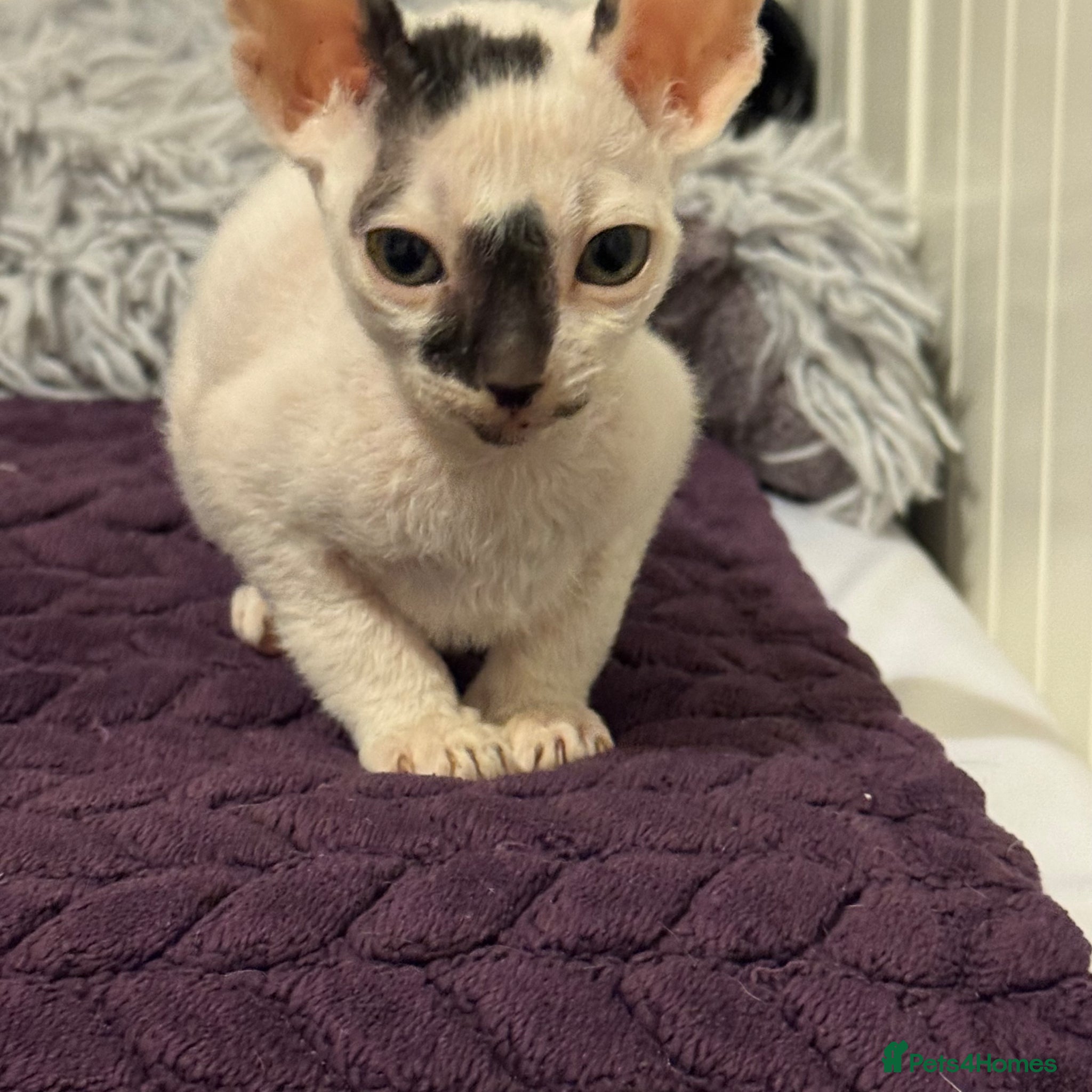 Cornish Rex cats for sale: Beautiful Cornish Rex kittens - Advert 3